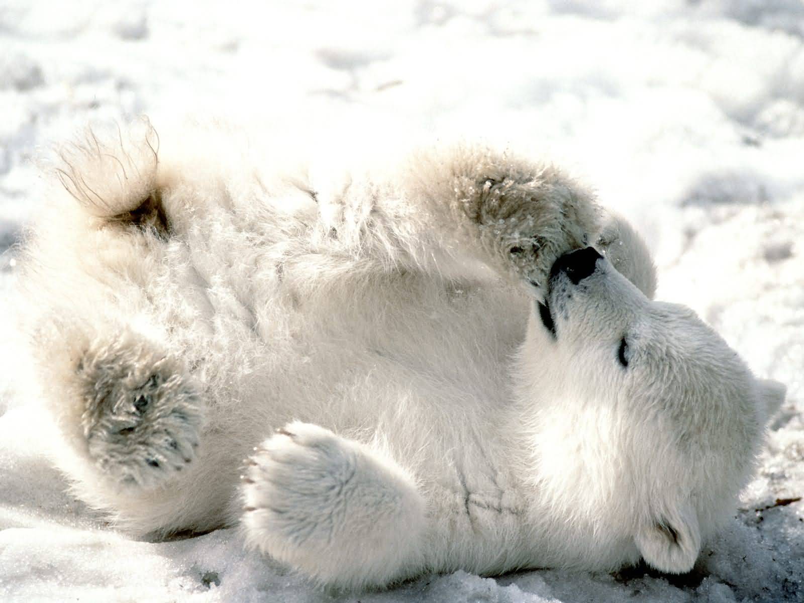 baby polar bears global warming