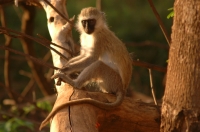 Manjara_monkey_1 Mono de seda. Manjara-Tanzania.