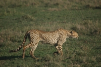 NgoroNgoro_cheetah_1 Guepardo al trote. Ngorongoro-Tanzania.