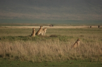 NgoroNgoro_cheetah_2 La familia de guepardos al completo. Ngorongoro-Tanzania.