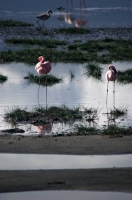 NgoroNgoro_flamingo_2 Flamenco sobre la laguna del Ngorongoro II. Tanzania.