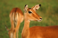 Serengeti_Thomson_gazelle_1