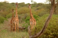 Serengeti_giraffes_1