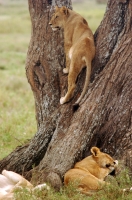 Serengeti_lions_1 Leones del Serengeti. Tanzania.