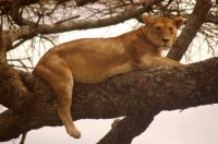Serengeti_lions_2 Leona sobre una acacia del Serengeti. Tanzania.