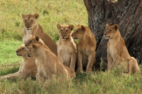 Serengeti_lions_3 Leones del Serengeti II. Tanzania.