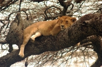 Serengeti_lions_4 Leona sobre una acacia del Serengeti II. Tanzania.