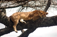 Serengeti_lions_5 Leona sobre una acacia del Serengeti III. Tanzania.
