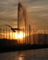 Geneve_jet_d'eau_and_seagull Gaviota en un atardecer ginebrino. Ginebra-Suiza.