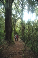 DSC_0415 Down to the Marangu gate through the rainforest.