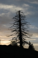 Jura_dead_night_tree rbol muerto en el Jura. Francia.