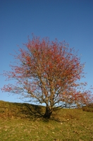 Jura_tree_1 rbol en el Jura. Francia.