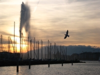 Geneve_jet_deau_1 Gaviota con el jet d'eau al fondo. Ginebra-Suiza.